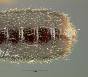 Media type: image;   Entomology 24064 Aspect: abdomen ventral view